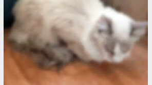 빈 원룸에 1개월 방치된 고양이 구조…동물보호법 위반 혐의고발