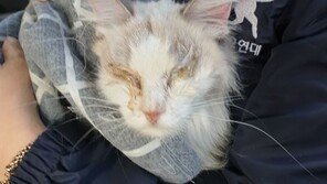 월세 밀리자 고양이 버리고 줄행랑…한달 굶은 고양이 아사직전 