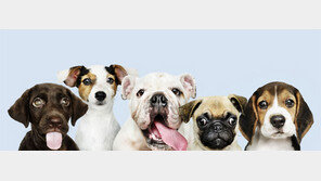 [책의 향기]인간과 함께 사는 개들은 행복할까?