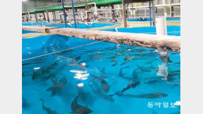 “금지옥엽 기른 명태… 국민보물로 돌아오길” 