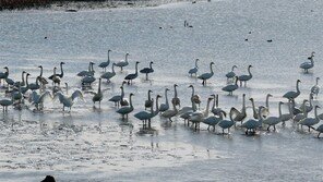 겨울 철새에 먹이주기