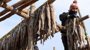 손길 분주한 인제 황태덕장