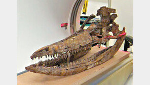 머리뼈만 1m… 2억 년전 거대 파충류 화석 발견