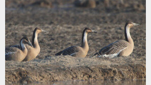 “창원 주남저수지에서 철새 관찰하세요” 황새 등 1만5000여 마리 활동