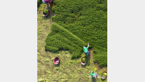 드론으로 본 미나리 수확작업