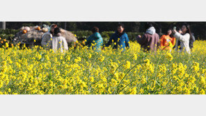 관광객 사로잡는 제주 겨울 유채꽃