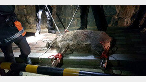 야생 멧돼지 출몰 月평균 278건…“소리 지르면 위험, 침착 대응”