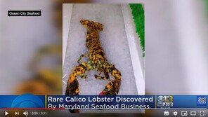 ‘운명 바뀐’ 희귀 얼룩무늬 바닷가재…찜통 대신 수족관으로