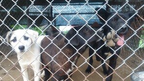 ‘구조동물 안락사’ 논란 일자…육견협회 “식용견 인정하라”