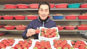 맛-향기 일품… 동남아 수출 ‘명품 딸기’