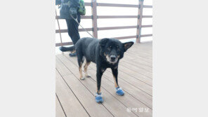 [고양이 눈]뒷발이 시려