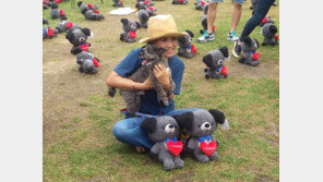 유기견 구조 뒤 안락사 의혹 박소연 과거 사기죄 벌금형