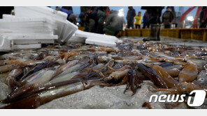 간만에 돌아온 오징어…지난해 동기 대비 3배 이상 증가