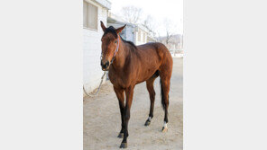 파노라마쇼 vs 강토마냐, 상승세 타는 4세마 라이벌 대결 눈길