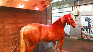 경주마들 따뜻한 겨울나기