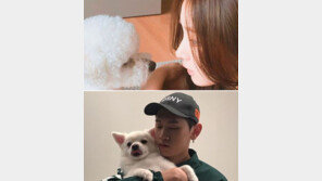 스타만큼 유명한 스타犬이 뜬다