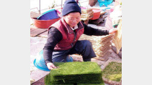 지금 충남 서해안은 겨울철 ‘맛의 전쟁’