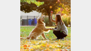 반려동물 프로도 진화중