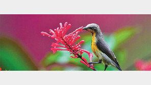 미얀마 오지에서 ‘바이오 금광’ 캔다