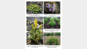 ‘계절을 앞서 만나는 우리 야생화 전시회’… 21일부터 서울역