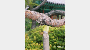 [고양이 눈]응원가