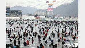 ‘5년 연속 150만명 향해’…화천산천어축제 거침없는 질주