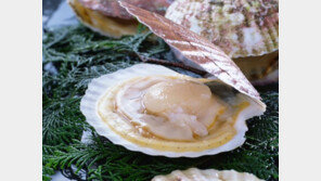 전 세계인이 좋아하는 가리비, 가장 신선하고 맛있게 먹는 방법은…