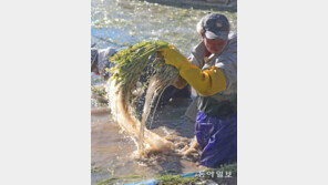 한파 속 미나리 수확