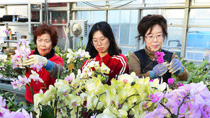 대한 추위 속 호접란 활짝