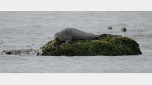 10년전 백령도 왔던 점박이물범, 작년에 또 왔다