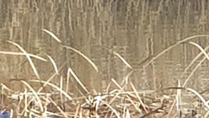 빛가람혁신도시 인공호수에 ‘멸종위기종 수달’ 서식 화제