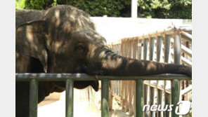 전주동물원 수컷 코끼리 폐사…암컷 한 마리만 남아