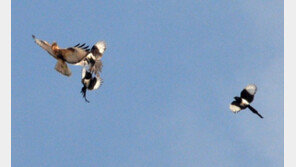 “내 구역 침범” 전투기 처럼 편대비행하며 큰말똥가리 쫓는 까치
