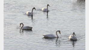 울산 태화강 찾은 겨울철새 41종에서 52종으로 크게 늘어