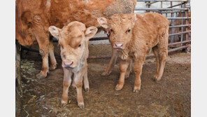 달성에서 20일 간격으로 송아지 쌍둥이 태어나 화제