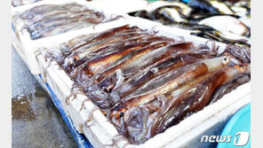 오징어 대풍? “가격인하 체감 어려워”…3마리 1만원