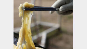 목장형 자연치즈 일부 제품, 대장균 등 초과 검출…제조·판매 잠정 중단