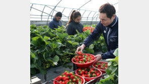 겨울철 딸기 수확