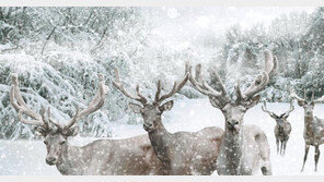 러시아산 ‘원용’ 담아낸 구전녹용으로 원기회복