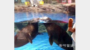 [고양이 눈]밥보다 뽀뽀