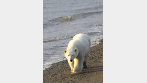 미 알래스카서 곰 동굴의 일가족 죽인 부자에 실형