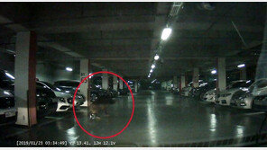 아파트 주차차량 파손하고 달아난 멧돼지 16시간 만에 포획