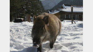 마을뒷산서 나무하던 예천 주민, 멧돼지 공격으로 숨져