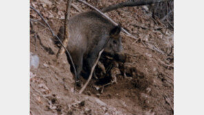 60대, 멧돼지에 물려 사망…산에 나무하러 갔다가 참변