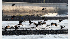 겨울철새 한 달새 11.3% 늘었다…147만 마리 서식
