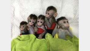 中, 유전자 편집 활용 원숭이 5마리 복제 성공