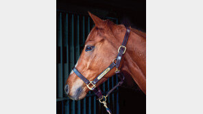 전설의 경주마 ‘클린업조이’ 은퇴