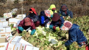 해풍 맞고 자란 해남 쌈배추 수확