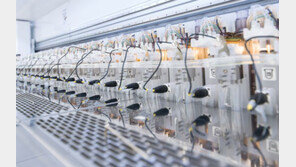 ‘유전자 가위 약점 보완’ 기술… ‘인공 합성 게놈’ 연구 주목!