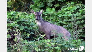 “설악산 케이블카 막아달라”…산양 28마리가 낸 소송 각하